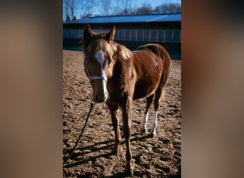 American Quarter Horse, Merrie, 1 Jaar, 122 cm, Vos