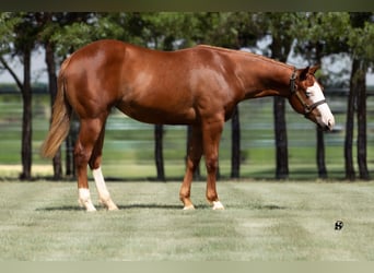 American Quarter Horse, Merrie, 1 Jaar, 135 cm, Roodvos