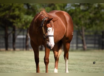 American Quarter Horse, Merrie, 1 Jaar, 135 cm, Roodvos