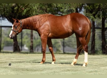 American Quarter Horse, Merrie, 1 Jaar, 135 cm, Roodvos