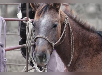 American Quarter Horse, Merrie, 1 Jaar, 135 cm, Schimmel