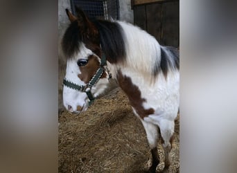 American Quarter Horse Mix, Merrie, 1 Jaar, 140 cm, Gevlekt-paard