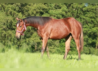 American Quarter Horse, Merrie, 1 Jaar, 141 cm, Brauner