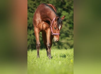 American Quarter Horse, Merrie, 1 Jaar, 141 cm, Brauner