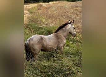 American Quarter Horse Mix, Merrie, 1 Jaar, 145 cm, Buckskin