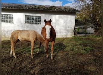 American Quarter Horse, Merrie, 1 Jaar, 145 cm, Donkere-vos