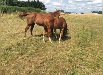 American Quarter Horse, Merrie, 1 Jaar, 145 cm, Donkere-vos