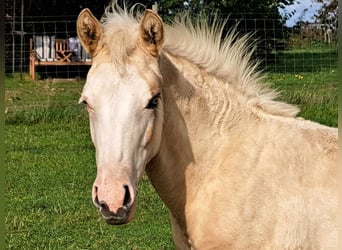 American Quarter Horse, Merrie, 1 Jaar, 145 cm, Palomino
