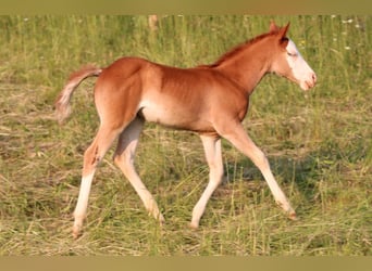 American Quarter Horse, Merrie, 1 Jaar, 145 cm, Vos