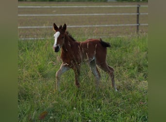 American Quarter Horse, Merrie, 1 Jaar, 146 cm, Bruin