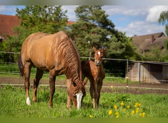 American Quarter Horse, Merrie, 1 Jaar, 147 cm, Donkere-vos