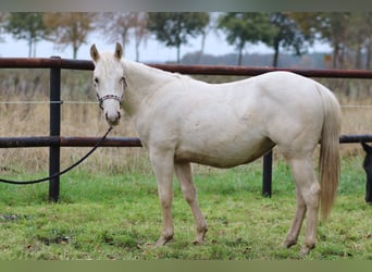 American Quarter Horse, Merrie, 1 Jaar, 147 cm, Palomino