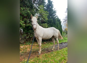 American Quarter Horse, Merrie, 1 Jaar, 147 cm, Palomino