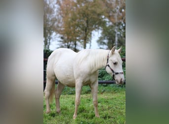 American Quarter Horse, Merrie, 1 Jaar, 147 cm, Palomino