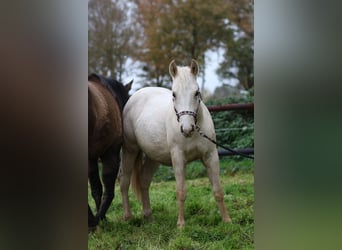 American Quarter Horse, Merrie, 1 Jaar, 147 cm, Palomino