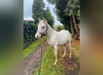 American Quarter Horse, Merrie, 1 Jaar, 147 cm, Palomino