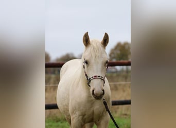 American Quarter Horse, Merrie, 1 Jaar, 147 cm, Palomino