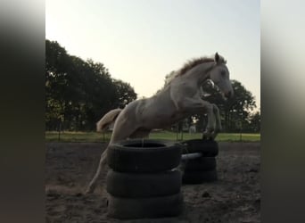 American Quarter Horse Mix, Merrie, 1 Jaar, 147 cm, Perlino