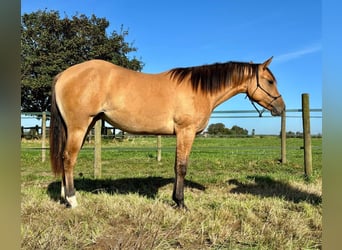 American Quarter Horse, Merrie, 1 Jaar, 147 cm, Red Dun