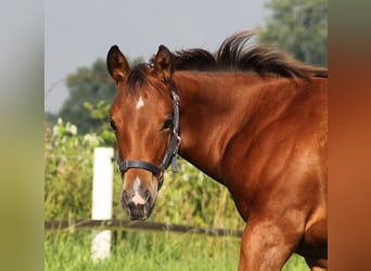 American Quarter Horse, Merrie, 1 Jaar, 148 cm, Brauner