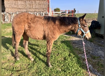 American Quarter Horse, Merrie, 1 Jaar, 148 cm, Buckskin