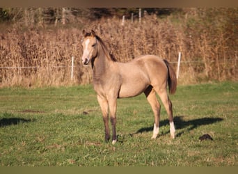 American Quarter Horse, Merrie, 1 Jaar, 148 cm, Buckskin