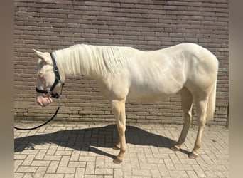 American Quarter Horse, Merrie, 1 Jaar, 148 cm, Cremello