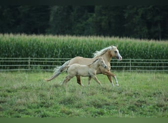 American Quarter Horse, Merrie, 1 Jaar, 148 cm, Dunalino