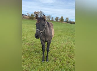 American Quarter Horse, Merrie, 1 Jaar, 148 cm, Grullo