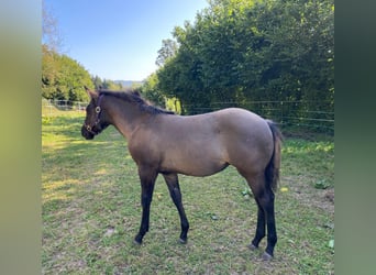 American Quarter Horse, Merrie, 1 Jaar, 148 cm, Grullo