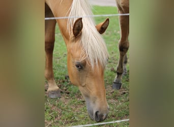 American Quarter Horse, Merrie, 1 Jaar, 148 cm, Palomino