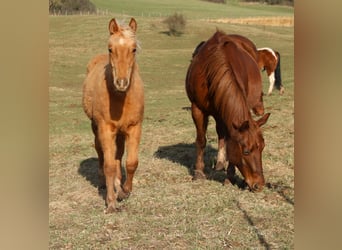 American Quarter Horse, Merrie, 1 Jaar, 148 cm, Palomino
