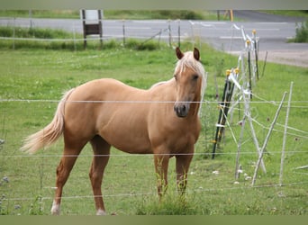 American Quarter Horse, Merrie, 1 Jaar, 148 cm, Palomino