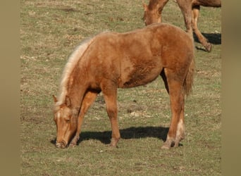 American Quarter Horse, Merrie, 1 Jaar, 148 cm, Palomino