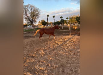 American Quarter Horse, Merrie, 1 Jaar, 148 cm, Vos
