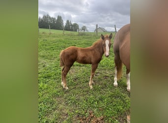 American Quarter Horse, Merrie, 1 Jaar, 148 cm, Vos