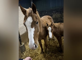 American Quarter Horse, Merrie, 1 Jaar, 148 cm, Vos