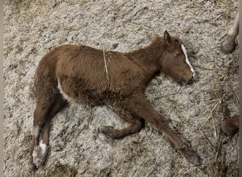 American Quarter Horse, Merrie, 1 Jaar, 148 cm, Vos