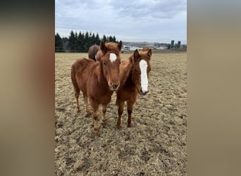 American Quarter Horse, Merrie, 1 Jaar, 148 cm, Vos