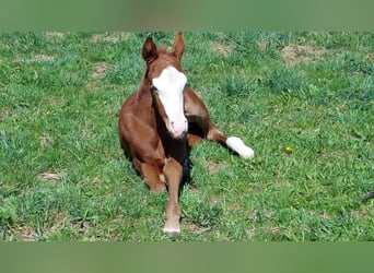 American Quarter Horse, Merrie, 1 Jaar, 148 cm, Vos