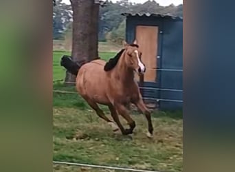 American Quarter Horse, Merrie, 1 Jaar, 149 cm, Falbe