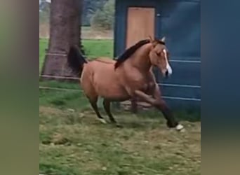 American Quarter Horse, Merrie, 1 Jaar, 149 cm, Falbe