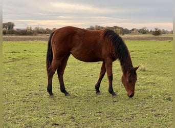 American Quarter Horse, Merrie, 1 Jaar, 150 cm, Bruin