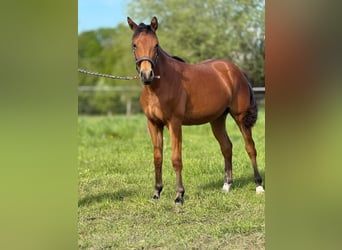 American Quarter Horse, Merrie, 1 Jaar, 150 cm, Bruin