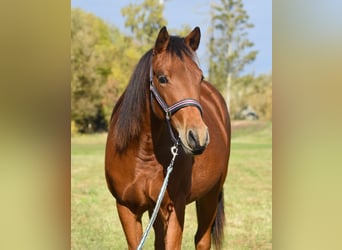 American Quarter Horse, Merrie, 1 Jaar, 150 cm, Bruin
