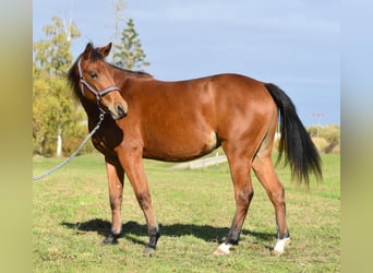 American Quarter Horse, Merrie, 1 Jaar, 150 cm, Bruin
