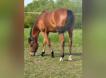 American Quarter Horse, Merrie, 1 Jaar, 150 cm, Bruin