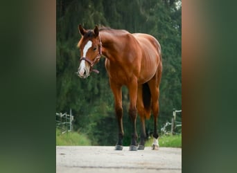 American Quarter Horse, Merrie, 1 Jaar, 150 cm, Bruin