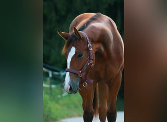 American Quarter Horse, Merrie, 1 Jaar, 150 cm, Bruin