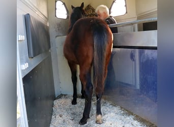 American Quarter Horse, Merrie, 1 Jaar, 150 cm, Bruin